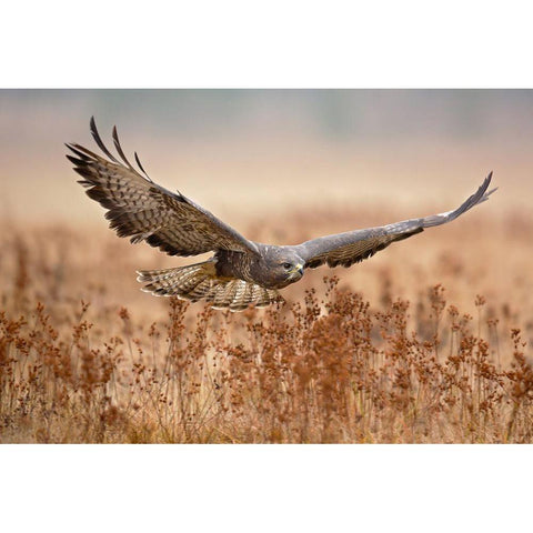 Common Buzzard Gold Ornate Wood Framed Art Print with Double Matting by Zygmunt, Milan