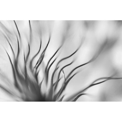 Untitled Black Modern Wood Framed Art Print with Double Matting by Or, Keren