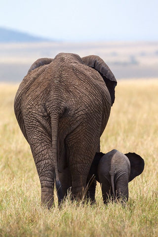 WeRe Gone Black Ornate Wood Framed Art Print with Double Matting by Metzger, Alejandro