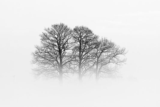 Image Only