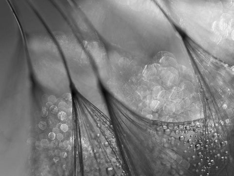 Untitled White Modern Wood Framed Art Print with Double Matting by Or, Keren