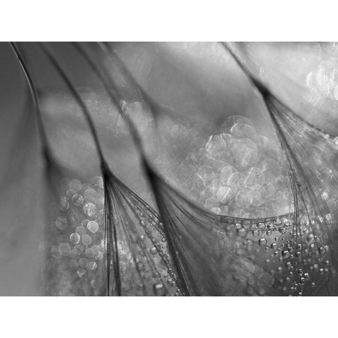 Untitled Black Modern Wood Framed Art Print by Or, Keren