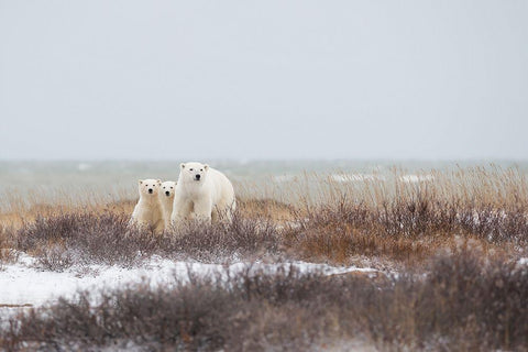 Mother A Cubs At The Seaside White Modern Wood Framed Art Print with Double Matting by Pozzi, Marco