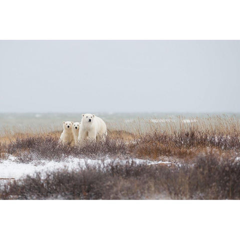 Mother A Cubs At The Seaside Black Modern Wood Framed Art Print with Double Matting by Pozzi, Marco