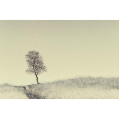 Tree On Top White Modern Wood Framed Art Print by Van Den, Jaap