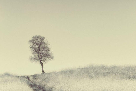 Image Only