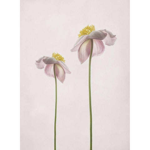 A Summer Memory White Modern Wood Framed Art Print by Gronkjar, Lotte