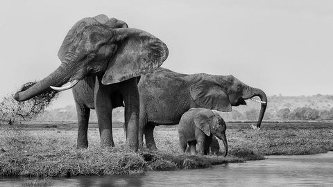 The Family Of Elephants Black Ornate Wood Framed Art Print with Double Matting by Chang, Phillip