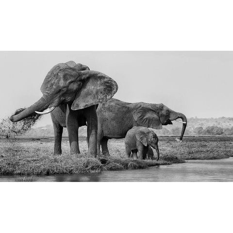 The Family Of Elephants Black Modern Wood Framed Art Print with Double Matting by Chang, Phillip