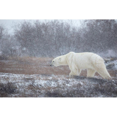 Let It Snow! White Modern Wood Framed Art Print by Catta, Alessandro