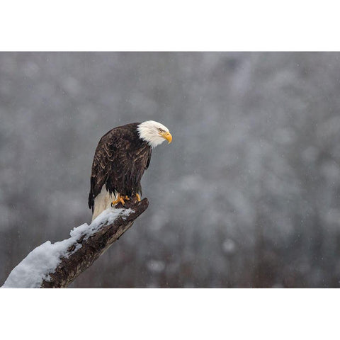 Snow On The Skagit Black Modern Wood Framed Art Print with Double Matting by Barsh, Greg