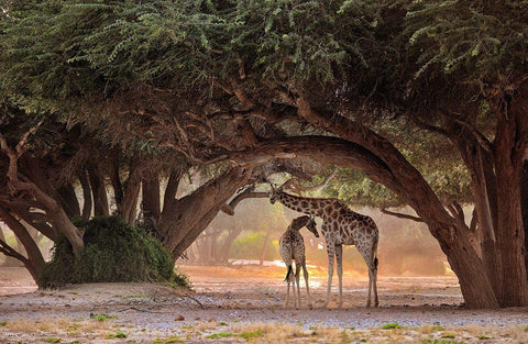 Giraffe - Namibia Black Ornate Wood Framed Art Print with Double Matting by Damico, Giuseppe