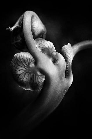 ..... Abw048 ..... White Modern Wood Framed Art Print with Double Matting by Januar, Johanes