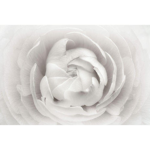 Ranunculus Gold Ornate Wood Framed Art Print with Double Matting by Gronkjar, Lotte