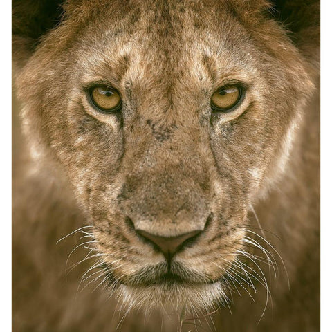 Contact Eyes Black Modern Wood Framed Art Print by Alnomas, Faisal