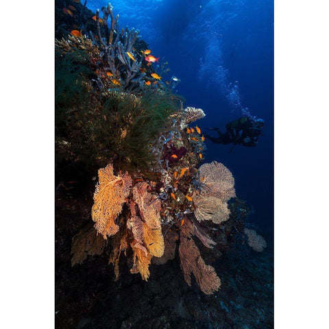 Diving Black Modern Wood Framed Art Print by Gabriel, Barathieu