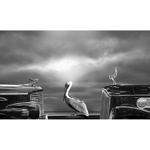 Comtemplating The Pelican Black Modern Wood Framed Art Print with Double Matting by Butterworth, Larry