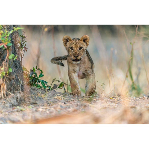 Cub - South Luangwa White Modern Wood Framed Art Print by Damico, Giuseppe