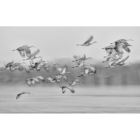 Dream Flight Gold Ornate Wood Framed Art Print with Double Matting by Wang, Kevin