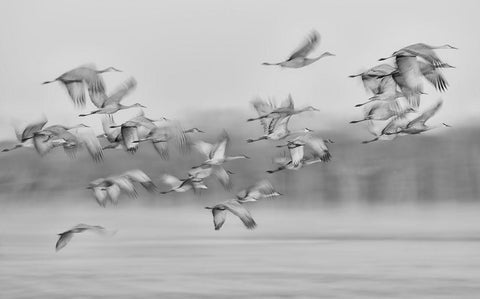 Dream Flight White Modern Wood Framed Art Print with Double Matting by Wang, Kevin