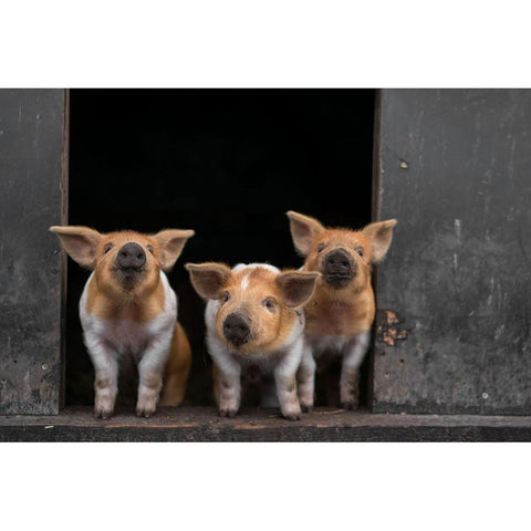 3 Black Modern Wood Framed Art Print by Van Den, Gert