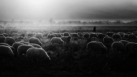 Let It Be Light! Black Ornate Wood Framed Art Print with Double Matting by Cinteza, Marius