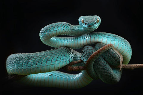 Trimeresurus Insularis [Blue] White Modern Wood Framed Art Print with Double Matting by Nofri, Wel