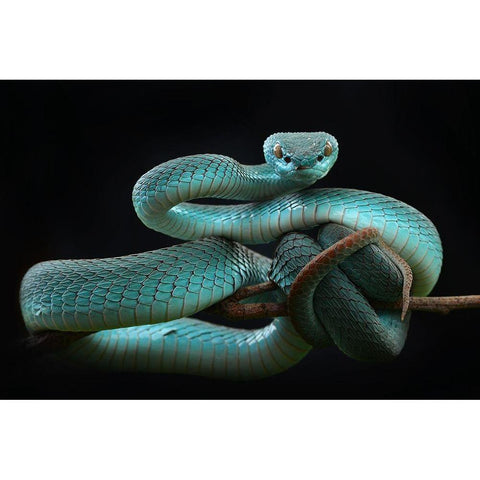 Trimeresurus Insularis [Blue] White Modern Wood Framed Art Print by Nofri, Wel