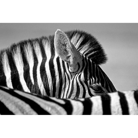 Curious Zebra White Modern Wood Framed Art Print by Pelissier, Marc