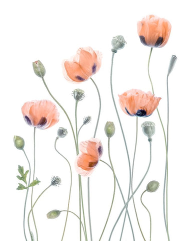 Poppies White Modern Wood Framed Art Print with Double Matting by Disher, Mandy