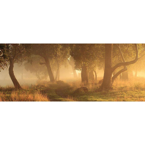 Morning Mist Gold Ornate Wood Framed Art Print with Double Matting by Smith, Garth