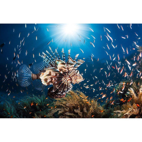 Lionfish Black Modern Wood Framed Art Print by Gabriel, Barathieu