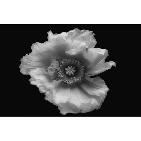 Poppy In Mono Gold Ornate Wood Framed Art Print with Double Matting by Gronkjar, Lotte