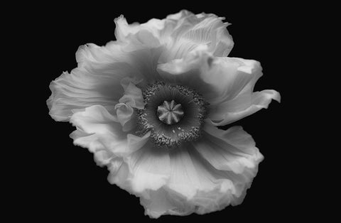 Poppy In Mono White Modern Wood Framed Art Print with Double Matting by Gronkjar, Lotte