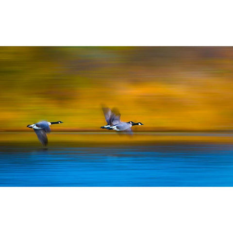 Mom-Dad-Wait For Me! Black Modern Wood Framed Art Print with Double Matting by Wang, Kevin