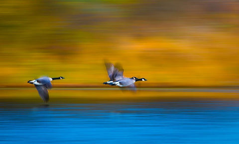 Mom-Dad-Wait For Me! White Modern Wood Framed Art Print with Double Matting by Wang, Kevin