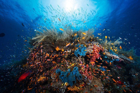 Apnea Black Ornate Wood Framed Art Print with Double Matting by Gabriel, Barathieu