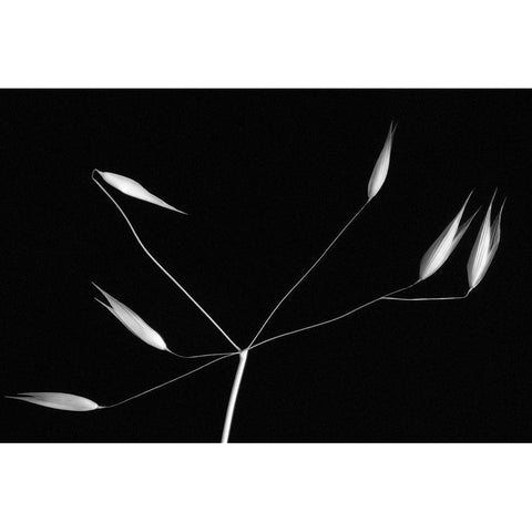 Light And Simplicity Black Modern Wood Framed Art Print by Azevedo, Olavo