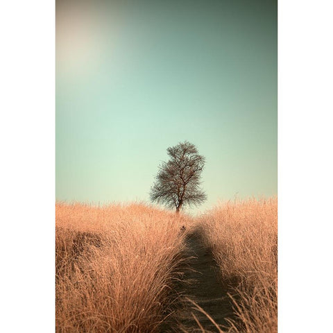 Grass And Path Black Modern Wood Framed Art Print by van den, Jaap