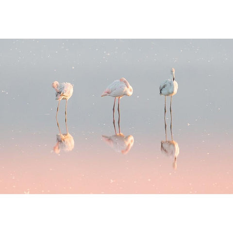 Three Flamingos ... White Modern Wood Framed Art Print by Rublina, Natalia