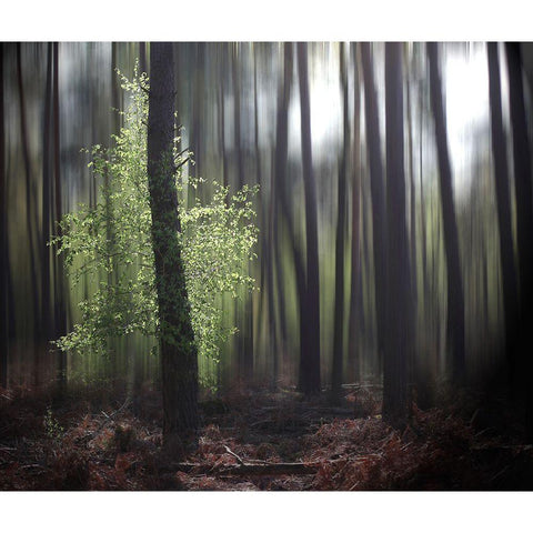 Spring Forest Black Modern Wood Framed Art Print by Cseresnjes, Anna