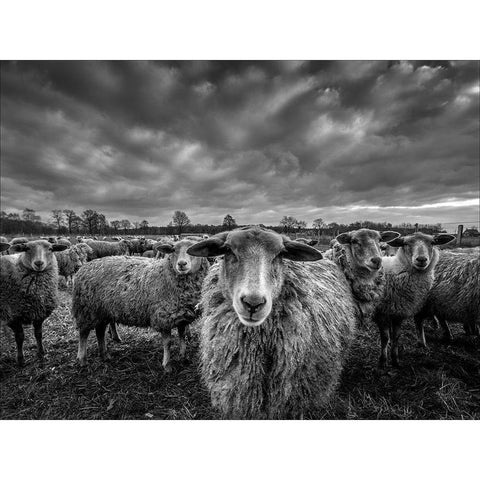 Only Sheep White Modern Wood Framed Art Print by Coenders, Chris