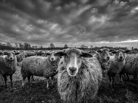 Only Sheep White Modern Wood Framed Art Print with Double Matting by Coenders, Chris