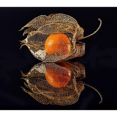 Physalis Black Modern Wood Framed Art Print with Double Matting by Grosshanten, Klaus