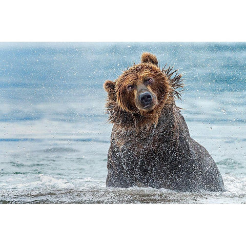 Shaking - Kamchatka-Russia Black Modern Wood Framed Art Print by Damico, Giuseppe