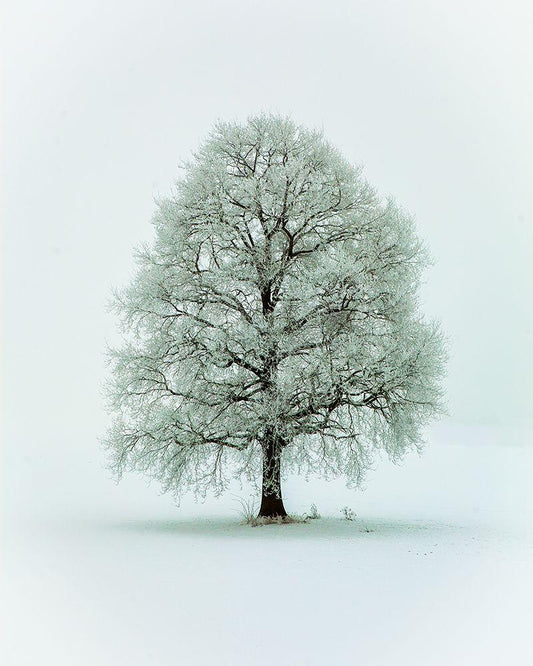 Image Only