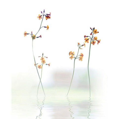 Petite Fleur .... Black Modern Wood Framed Art Print with Double Matting by Cseresnjes, Anna