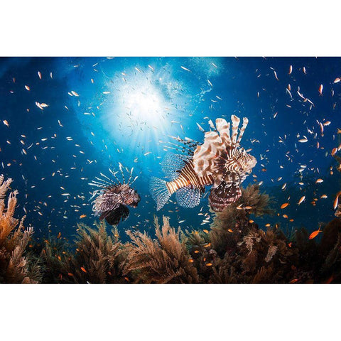 Lionfish Gold Ornate Wood Framed Art Print with Double Matting by Gabriel, Barathieu