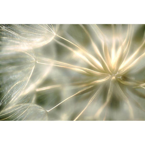 Coeur De Velour ... White Modern Wood Framed Art Print by Cseresnjes, Anna