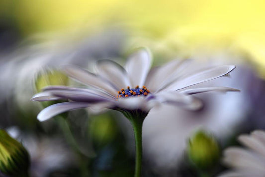 Image Only